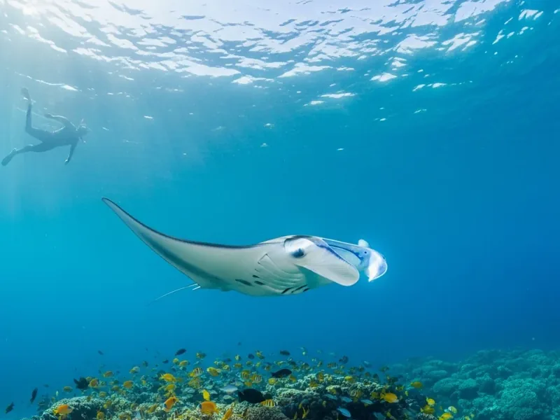 Diving Manta Nusa Penida