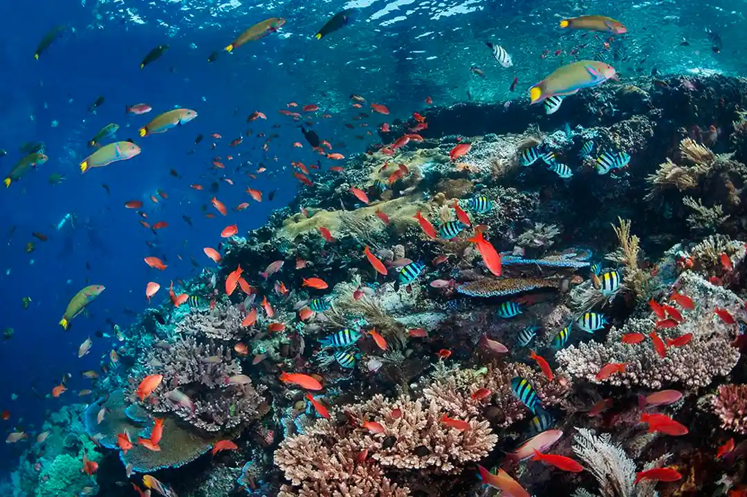 Diving in Bali: The Signature Sites