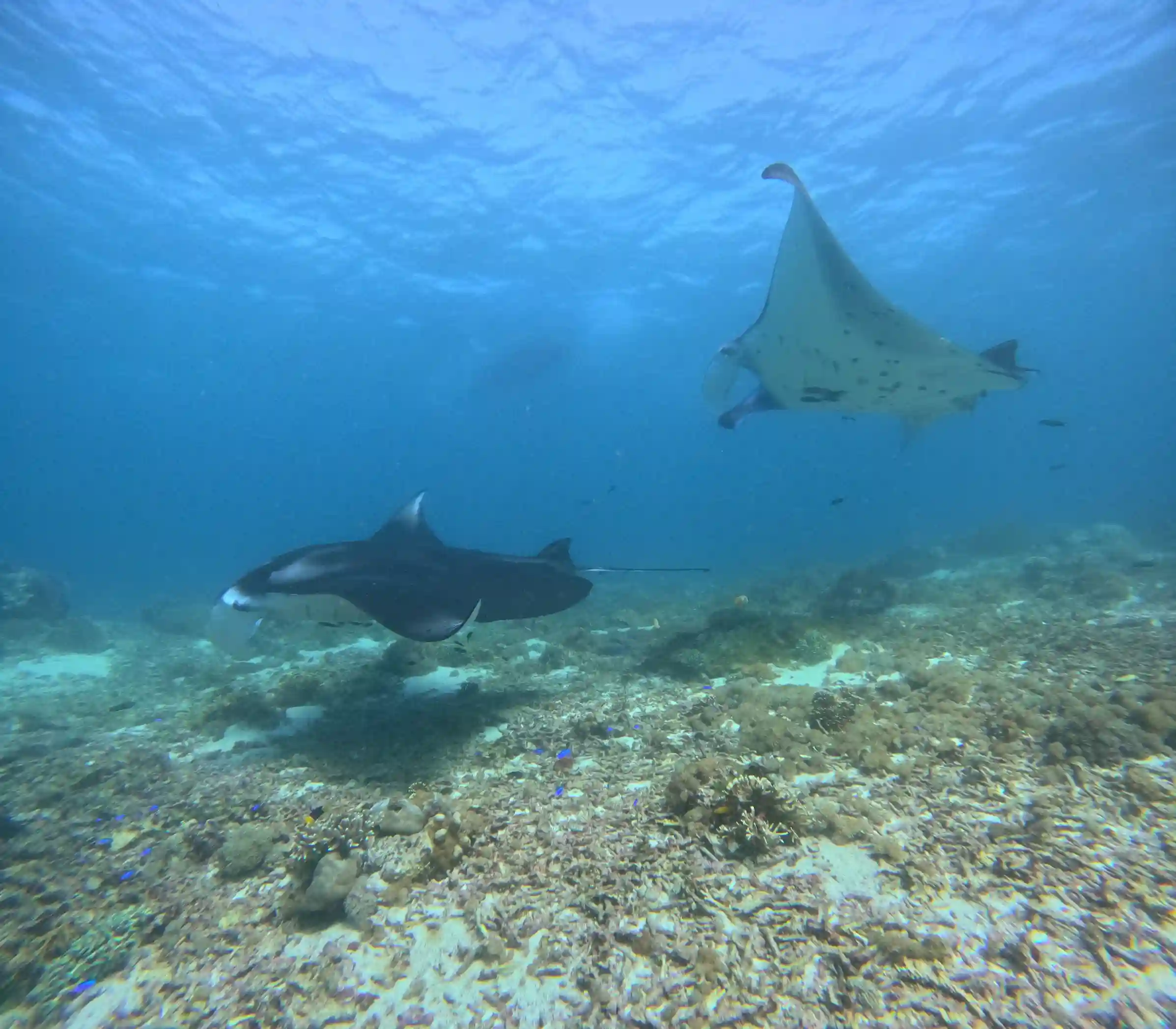 Raja Ampat’s Marine Life Calendar: Mantas, Whale Sharks, and Corals